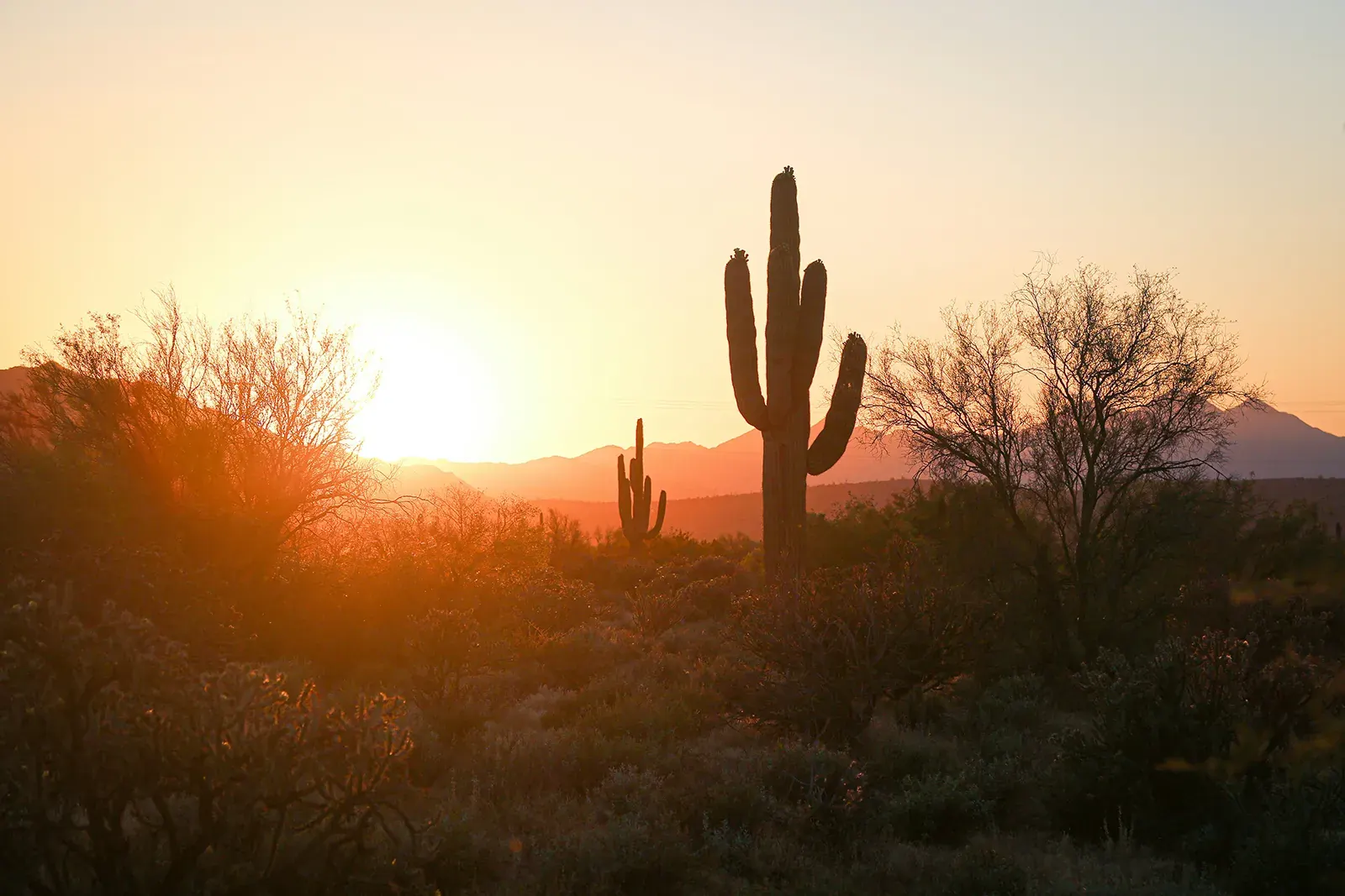 Saguaro cactus silhouetted against a Sonoran Desert sunset near Phoenix